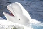 Beluga whales, killer whales, and narwhals also go through menopause