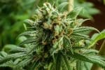 Women Report Cannabis Provides Relief from Menopause Symptoms